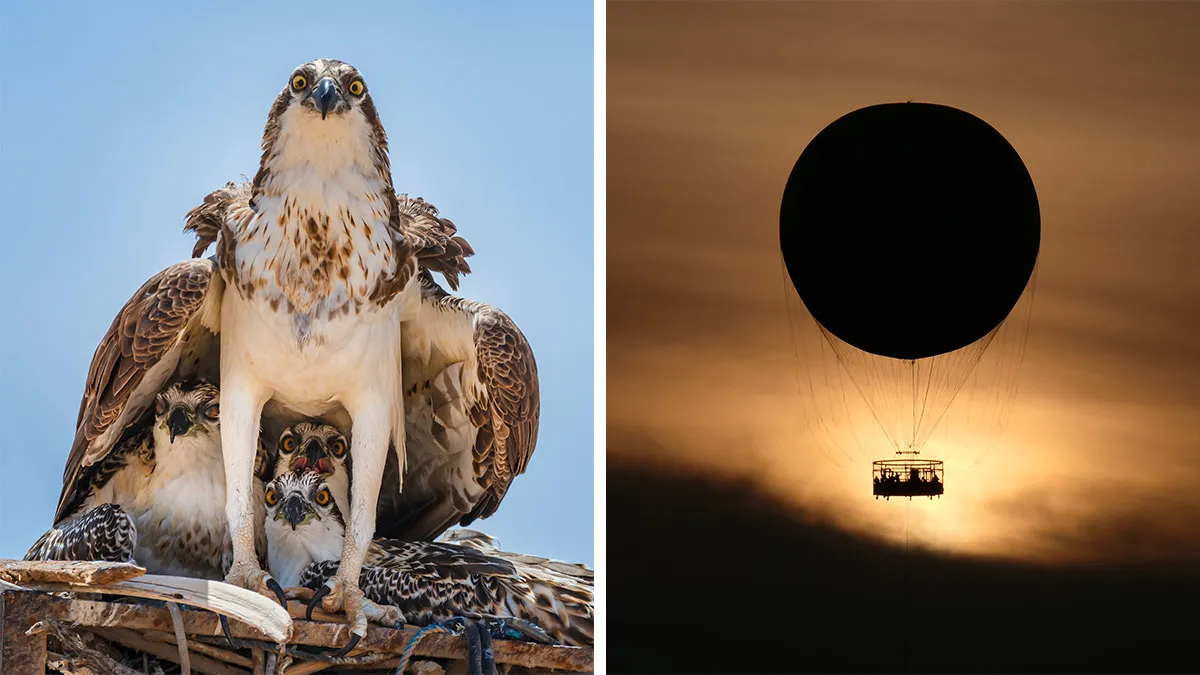 The Best 60 Images Of The Year By Non-Professional Photographers From Around The World