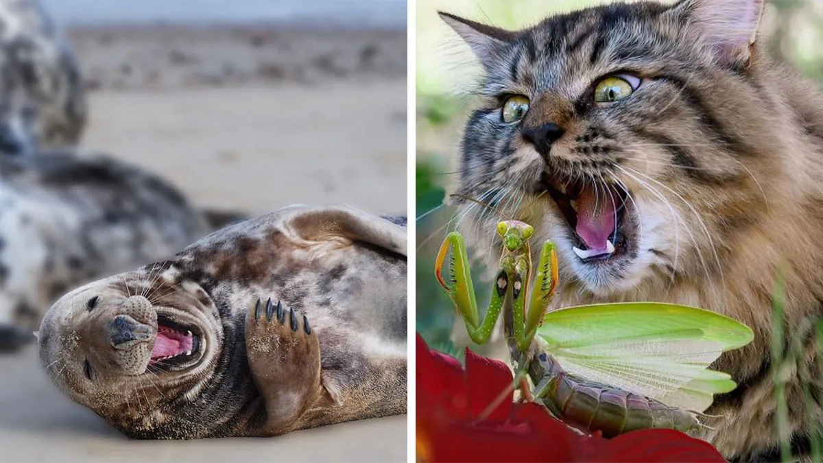 Estas 30 fotos de animales fueron elegidas por el público como las mejores del concurso de Photocrowd
