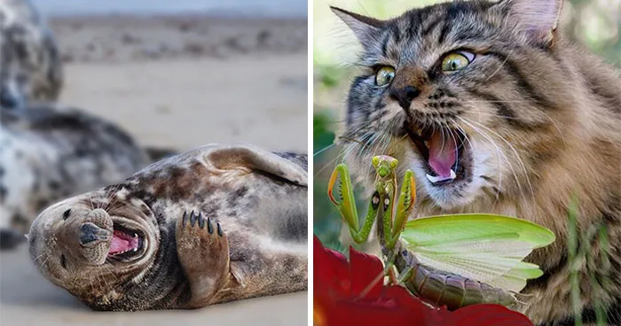 Estas 30 fotos de animales fueron elegidas por el público como las mejores del concurso de Photocrowd