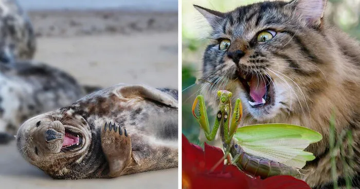 Estas 30 fotos de animales fueron elegidas por el público como las mejores del concurso de Photocrowd
