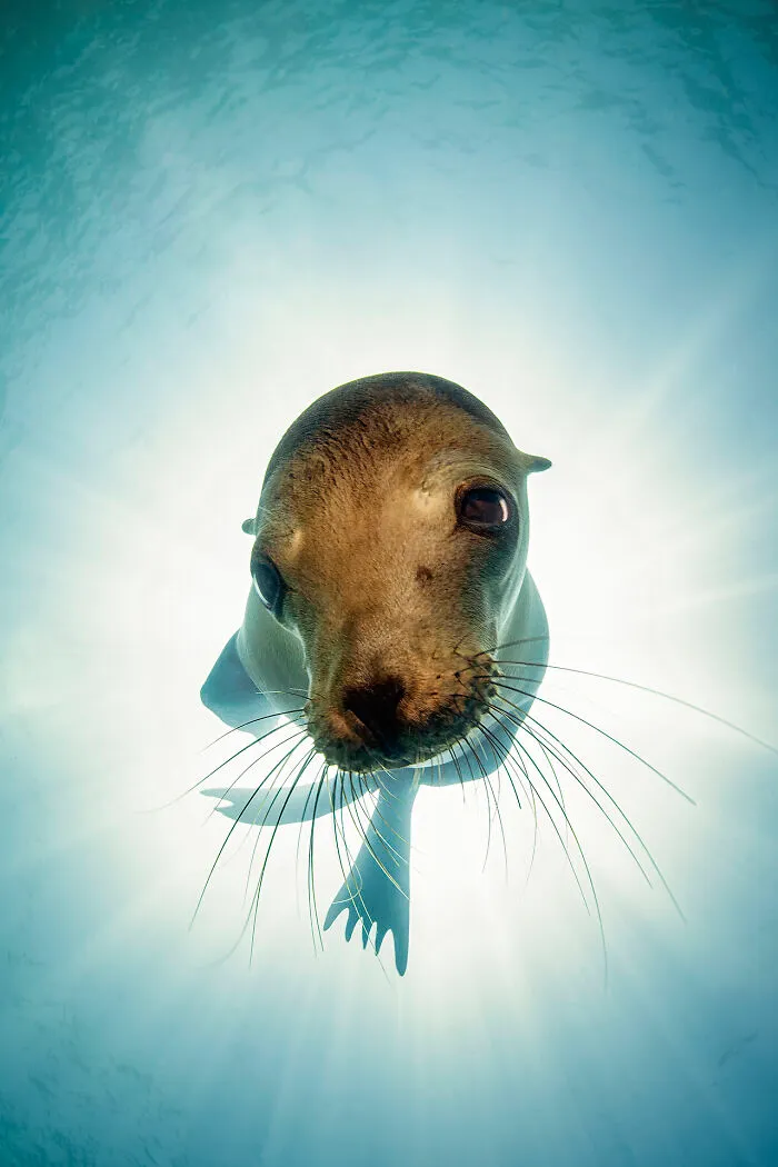 The Most Stunning Nature Photos Of 2025, According To The IPA Awards