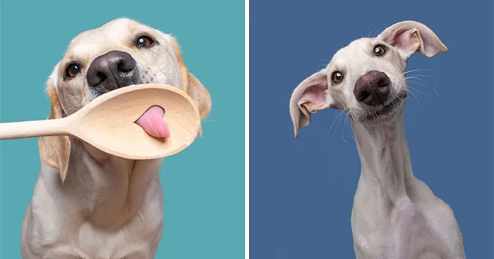 49 Expressive Pet Photos By Elke Vogelsang That Perfectly Capture Dogs’ Personalities