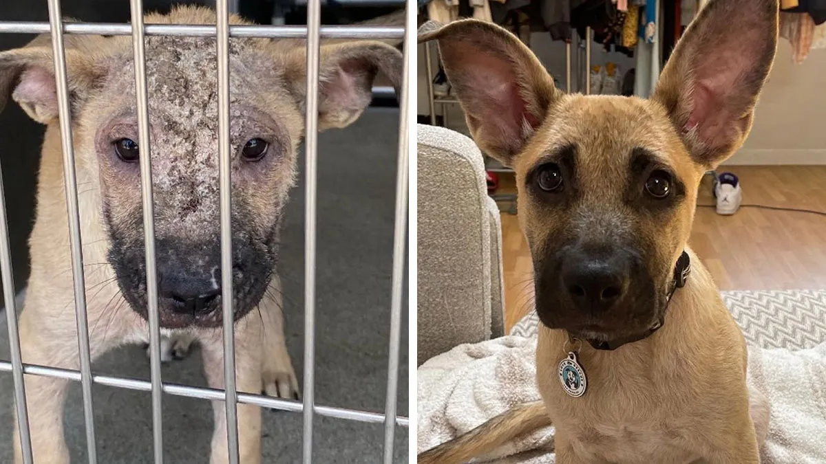 32 Fotos de perros adoptados antes y después de encontrar un hogar definitivo