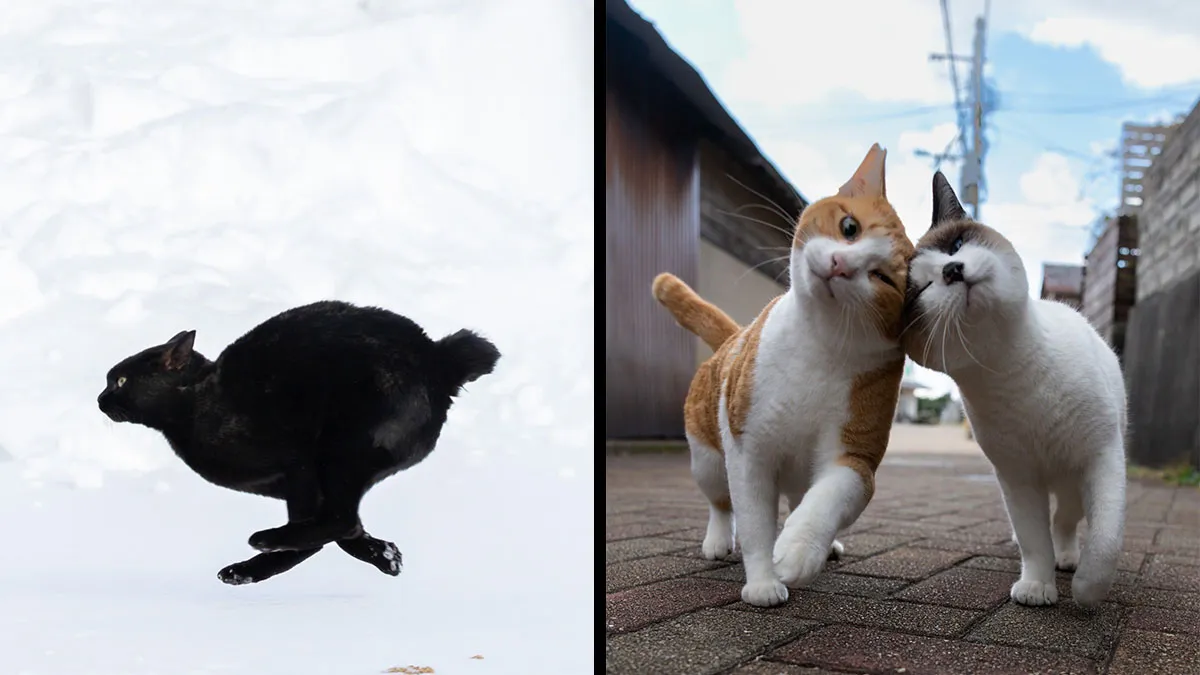 Japanese Street Cats Are Back With 43 New Photos Full Of Chaos And Charm