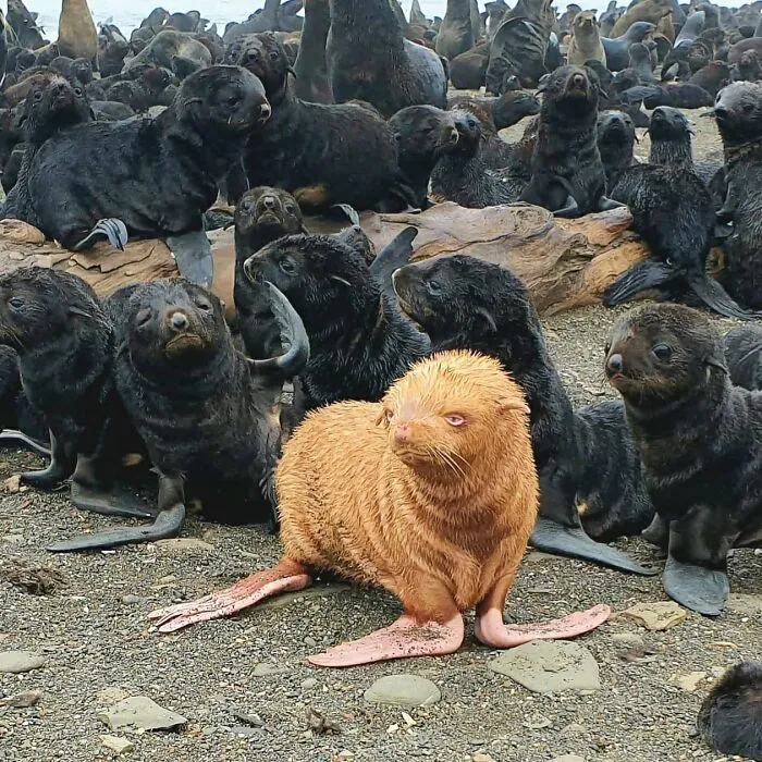 Albino Fur Seal Is Rare Event. This Is A Clear Albino Without Any Pigmentation Even In Its Eyes