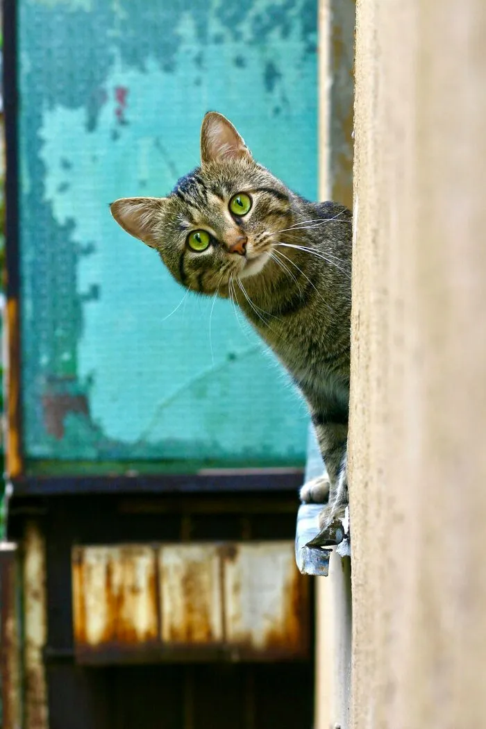 Tabby cat with green eyes peeking around a wall, symbolizing strange autopsy findings that amazed even doctors.