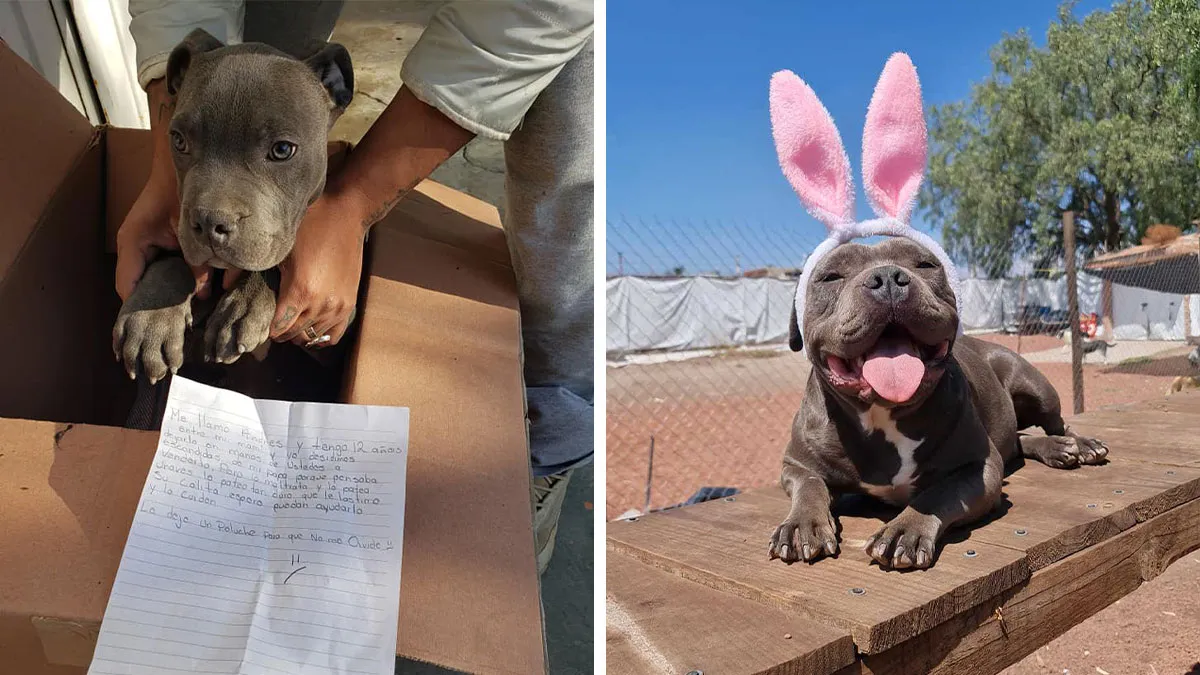 A Boy Left His Puppy With A Stuffed Toy And A Letter, And Here’s Where The Dog Is Now
