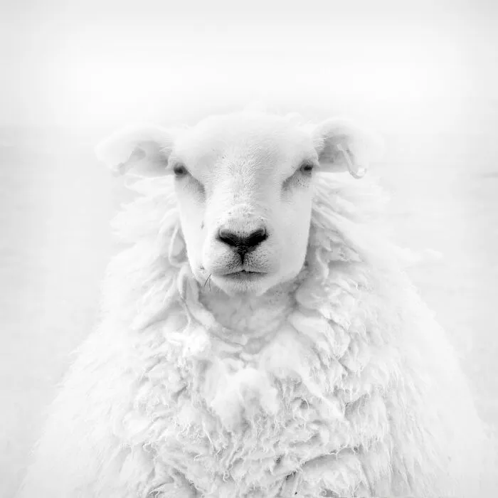 The Most Stunning Nature Photos Of 2025, According To The IPA Awards