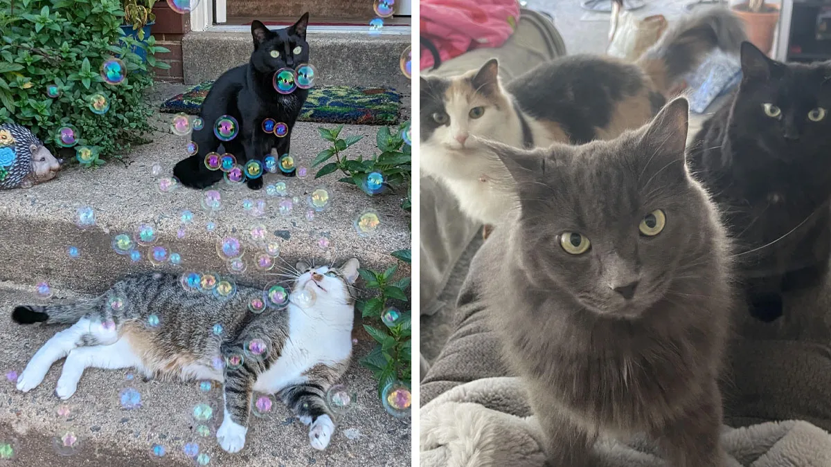“Council Of Cats”: 117 Oddly Concerning Pics Of Cats That May Be Up To No Good