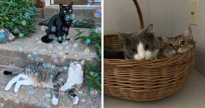 “Council Of Cats”: 117 Oddly Concerning Pics Of Cats That May Be Up To No Good