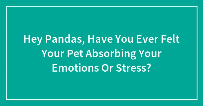 Hey Pandas, Have You Ever Felt Your Pet Absorbing Your Emotions Or Stress? (Closed)