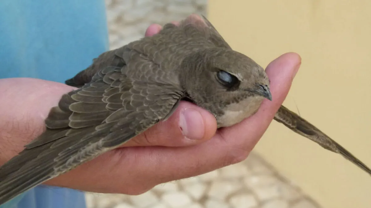 Meet 15 Animal Species Redefining Sleep Science