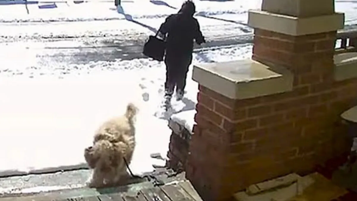Vet Tech Charged And Fired After Rescuing Abandoned Dog During Snowstorm