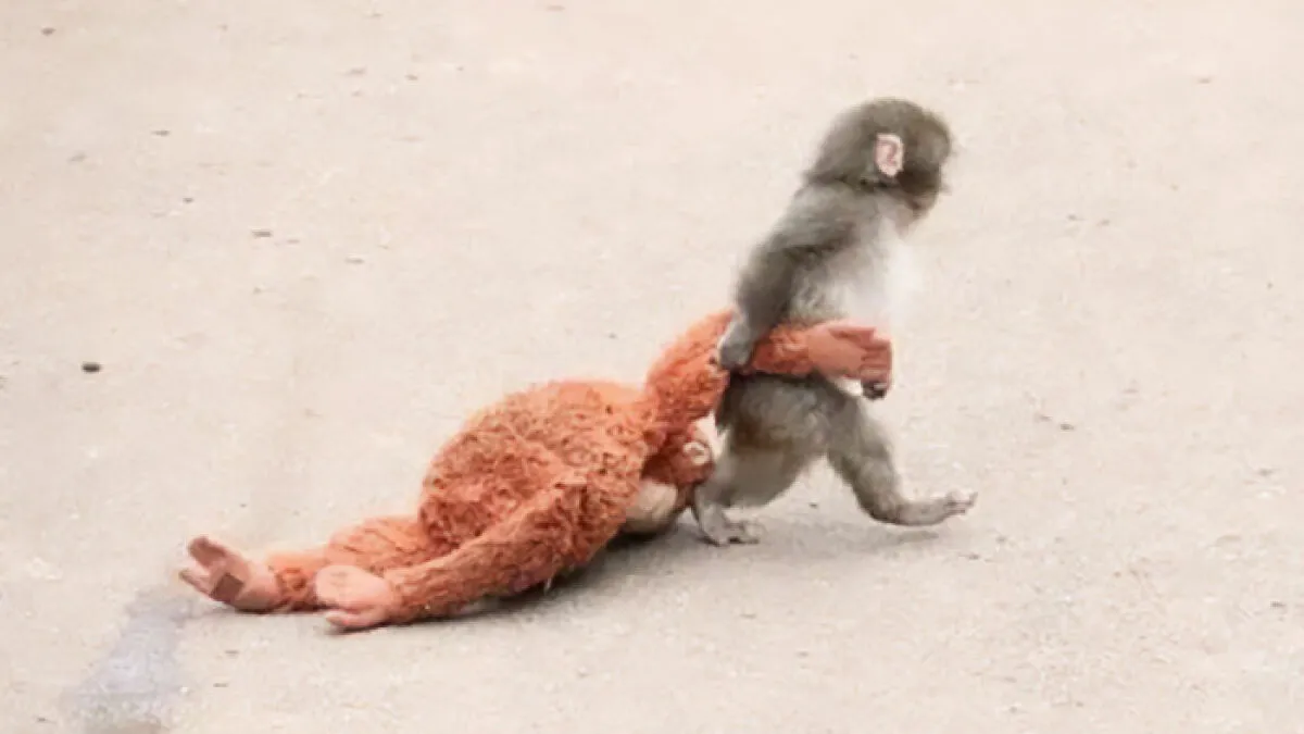 “Nature Is Cruel”: After Being Rejected By Mother, Baby Monkey Finds Comfort In Stuffed Toy