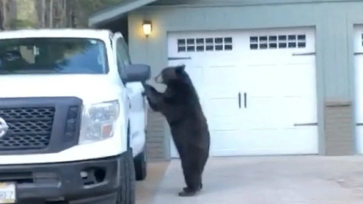 These Animals Genuinely Think They Belong With The Rest Of Us