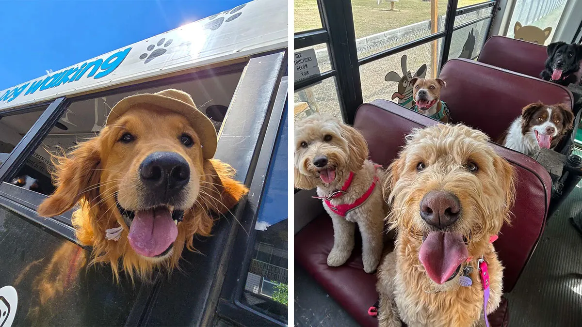 This Doggie School Bus Drives Pups To Daycare, And Here Are 50 Photos From Their Daily Trips