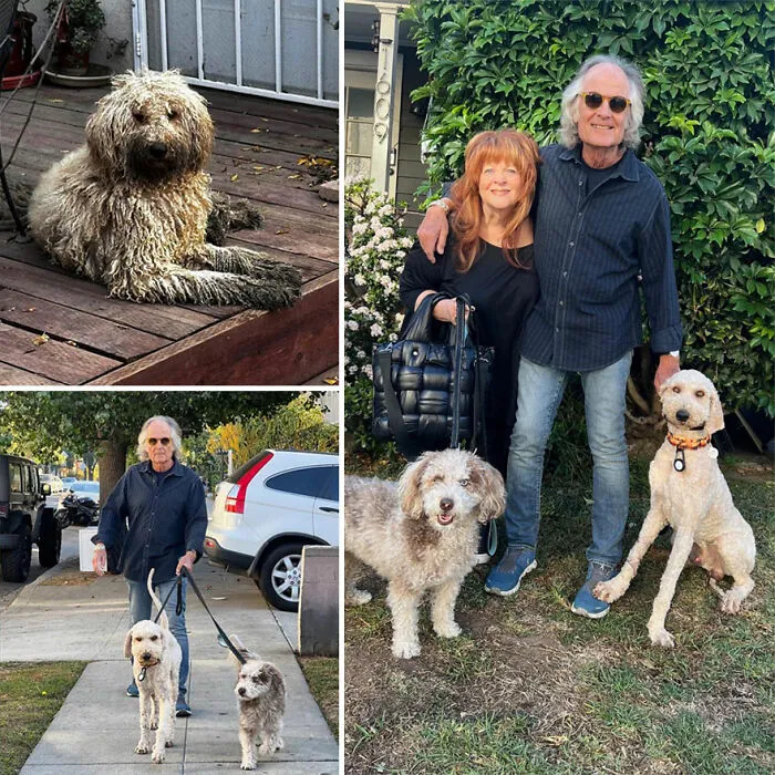 32 Fotos de perros adoptados antes y después de encontrar un hogar definitivo