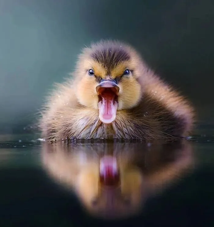 30 Impresionantes fotos de animales que muestran la naturaleza en su máximo esplendor