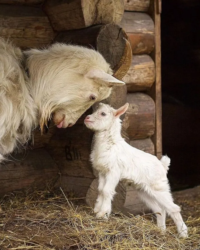 30 Impresionantes fotos de animales que muestran la naturaleza en su máximo esplendor