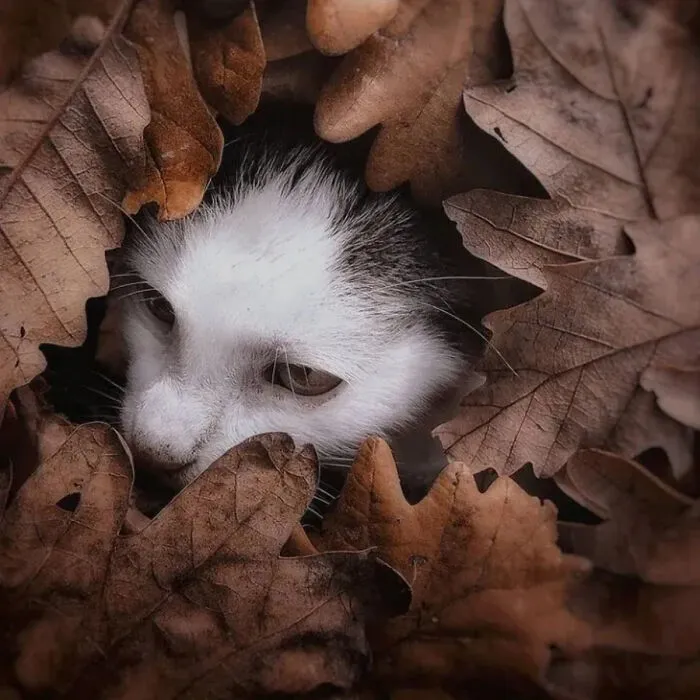 This Page Shared 40 Stunning Animal Photos That Show Nature At Its Best