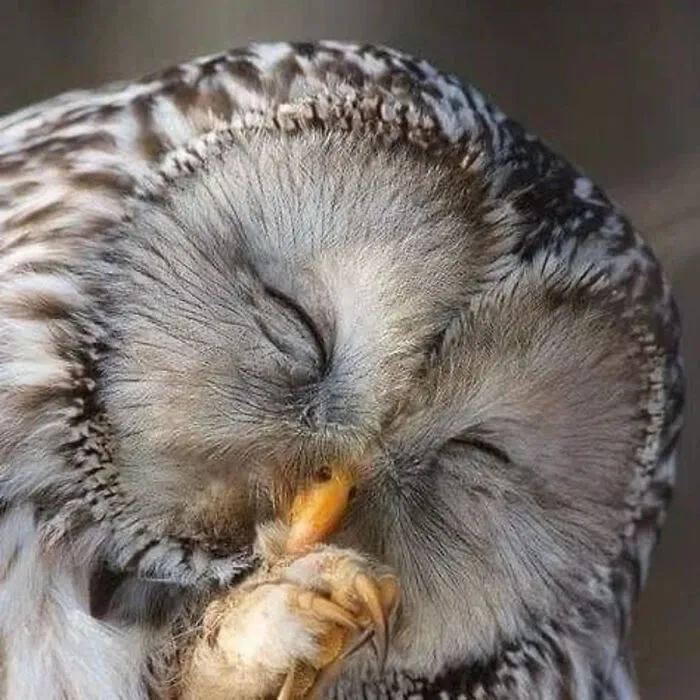 30 Impresionantes fotos de animales que muestran la naturaleza en su máximo esplendor