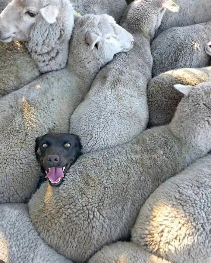 30 Impresionantes fotos de animales que muestran la naturaleza en su máximo esplendor