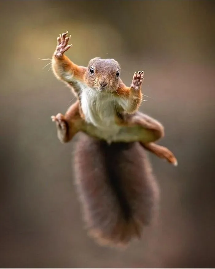 30 Impresionantes fotos de animales que muestran la naturaleza en su máximo esplendor