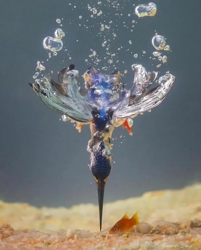 30 Impresionantes fotos de animales que muestran la naturaleza en su máximo esplendor