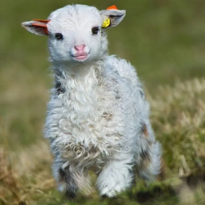 30 Impresionantes fotos de animales que muestran la naturaleza en su máximo esplendor