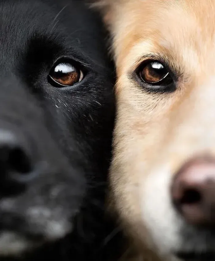 This Page Shared 40 Stunning Animal Photos That Show Nature At Its Best