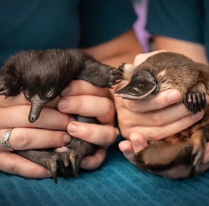 30 Impresionantes fotos de animales que muestran la naturaleza en su máximo esplendor