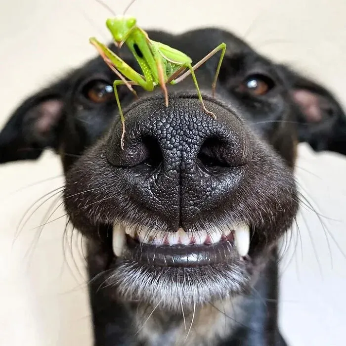 30 Impresionantes fotos de animales que muestran la naturaleza en su máximo esplendor