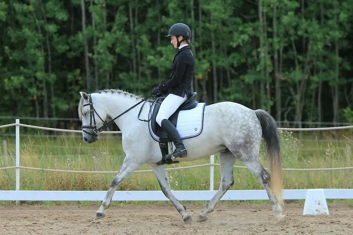 Dressage