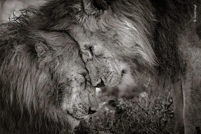 50 Jaw-Dropping Wildlife Photos From The People’s Choice Award