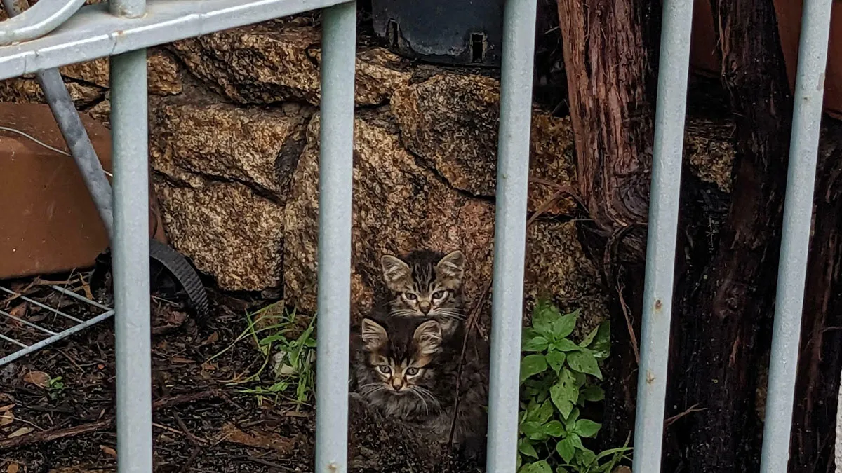‘When You See It’: 111 Perfectly Camouflaged Things That Take Forever To Spot (New Pics)