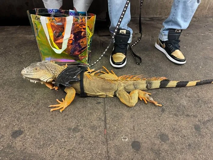 “I Was Speechless”: 75 People Share The Most Unhinged Things They Have Ever Seen On The Subway