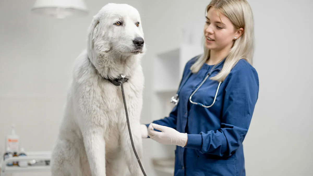 33 Funny But Painful Vet Visits Where The Owners Had To Pay For Something Silly