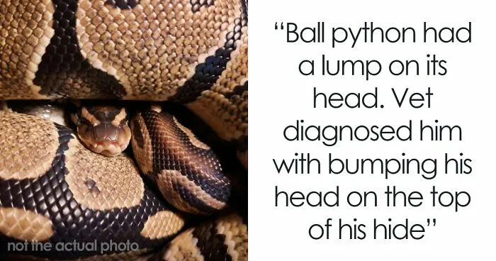 33 Funny But Painful Vet Visits Where The Owners Had To Pay For Something Silly