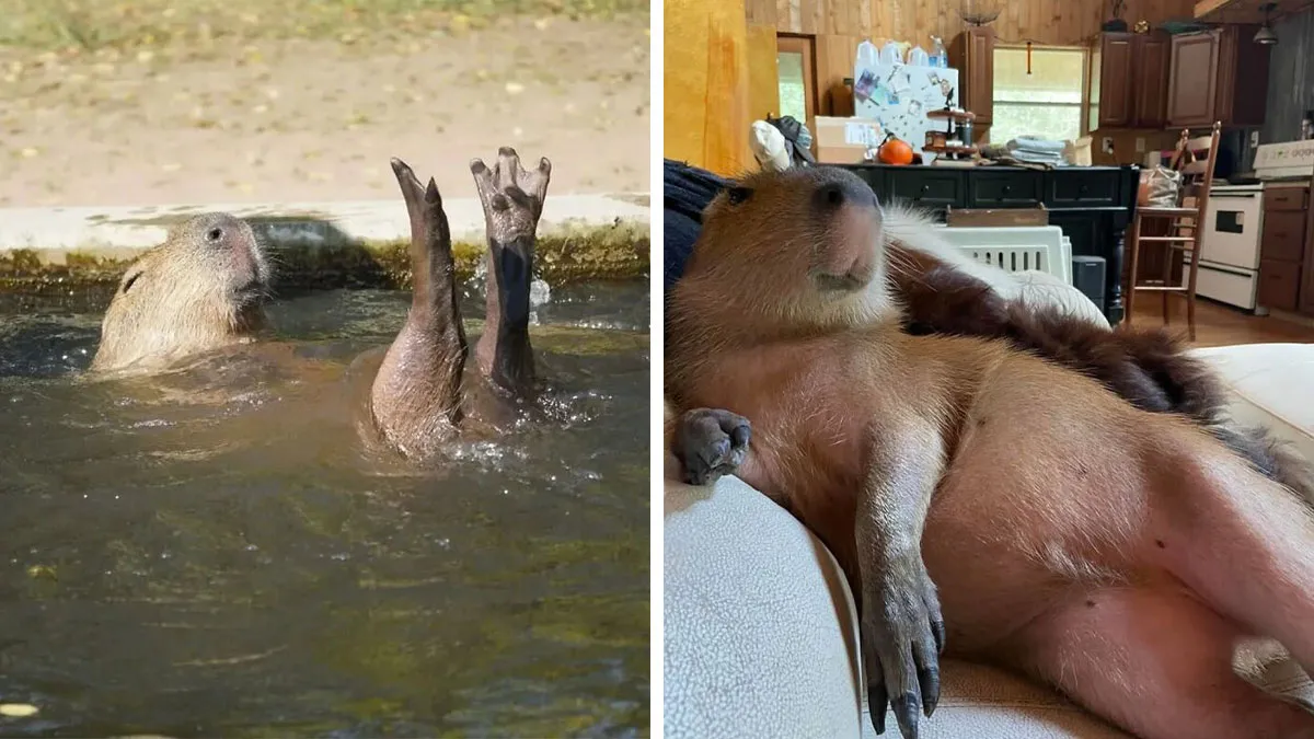 This Community Shares Wholesome Capybara Content, And Here Are 75 Of Their Best Pics