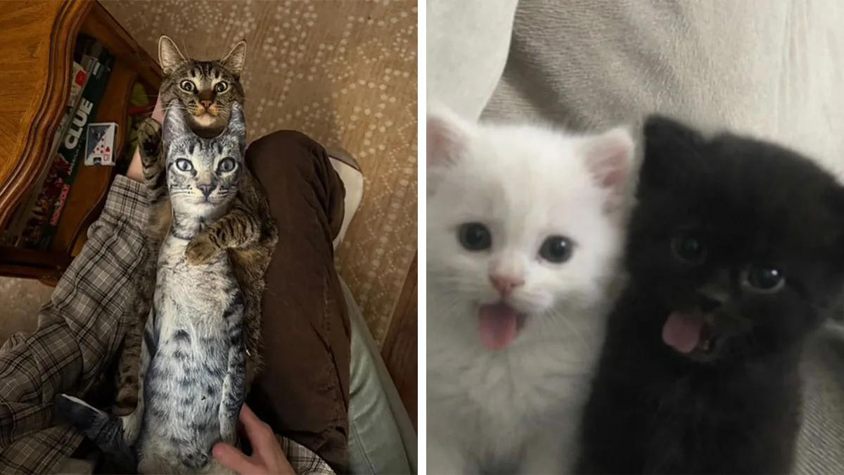 This Page Is Dedicated To Cats With Attitude, And Here Are 65 Of Their Best Moments