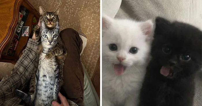 This Page Is Dedicated To Cats With Attitude, And Here Are 65 Of Their Best Moments