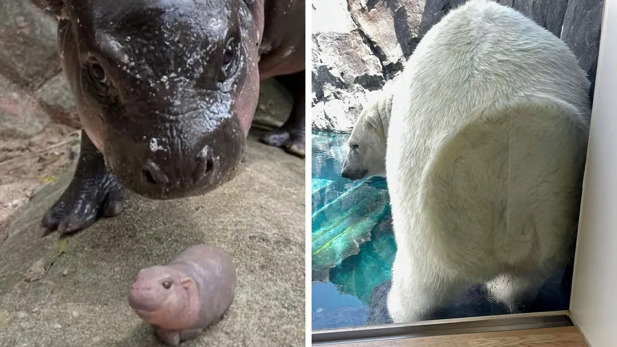 This Page Shared 50 Chonky Animals That Are Equal Parts Cute And Hilarious