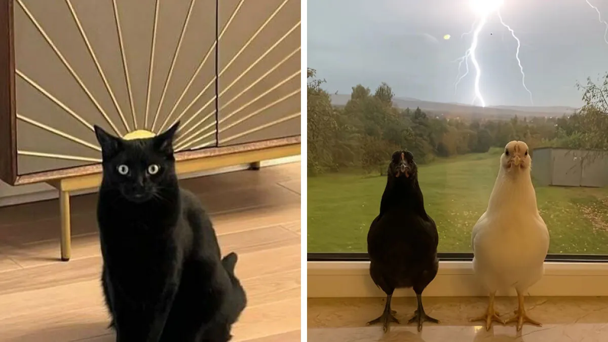 This Page Posts Pics Of Animals With Powerful Auras, And These 63 Are Hilarious (New Pics)