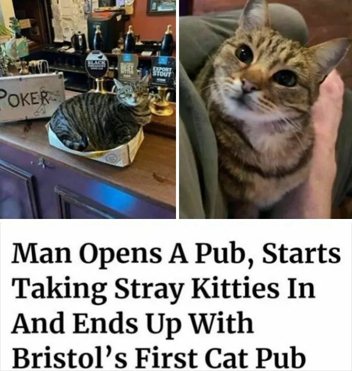 115 Silly Cats Who Are Just Out There Living Their Lives