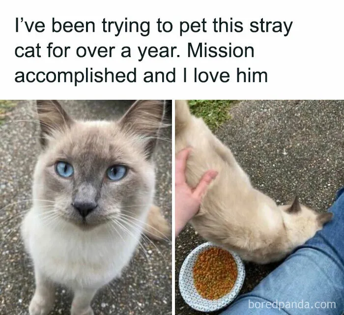 115 Silly Cats Who Are Just Out There Living Their Lives
