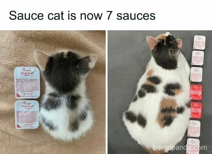 115 Silly Cats Who Are Just Out There Living Their Lives