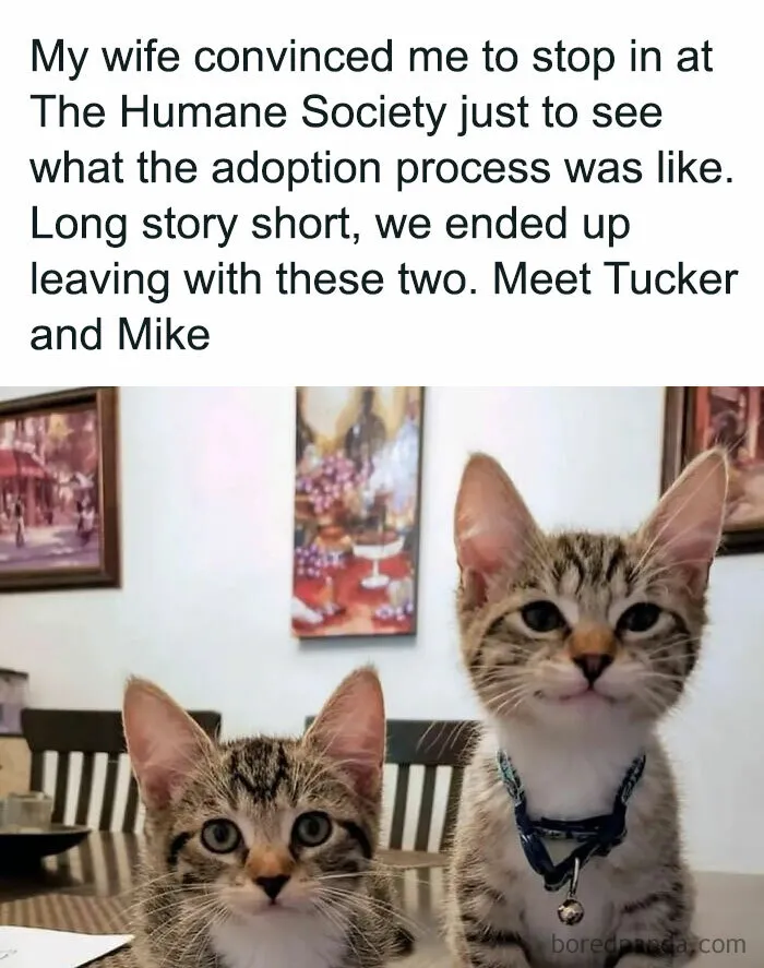 115 Silly Cats Who Are Just Out There Living Their Lives