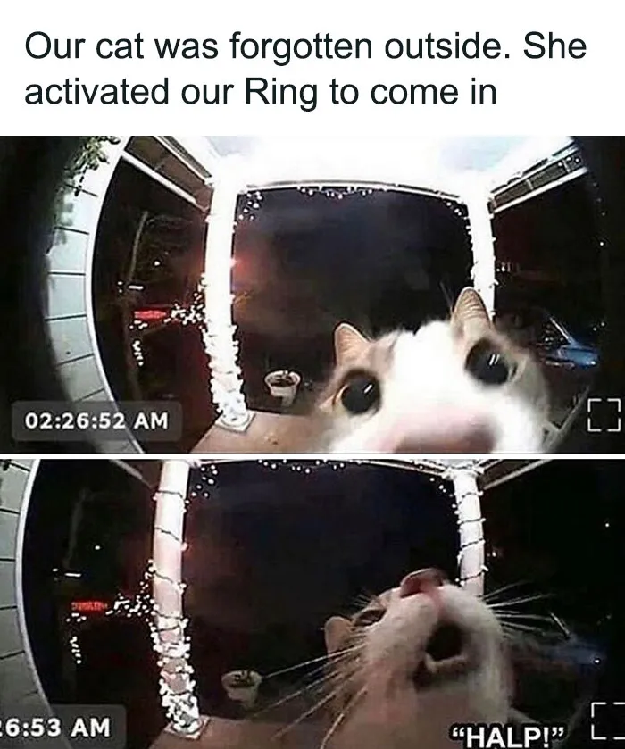 115 Silly Cats Who Are Just Out There Living Their Lives