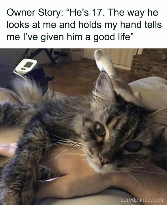 115 Silly Cats Who Are Just Out There Living Their Lives