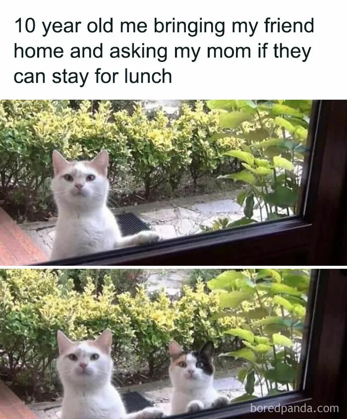115 Silly Cats Who Are Just Out There Living Their Lives